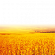 Farm Wheat Field PNG Picture