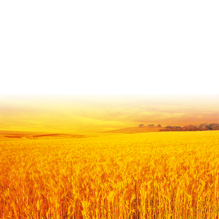 Farm Wheat Field PNG Picture