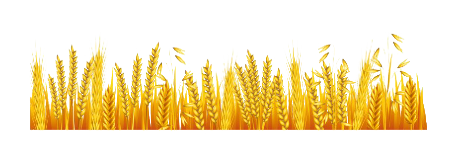 Farm Wheat Field Transparent