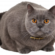 Gato shorthair britânico gordo