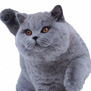 Fat British Shorthair Cat Png