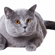 Fat British Shorthair Cat Png Clipart