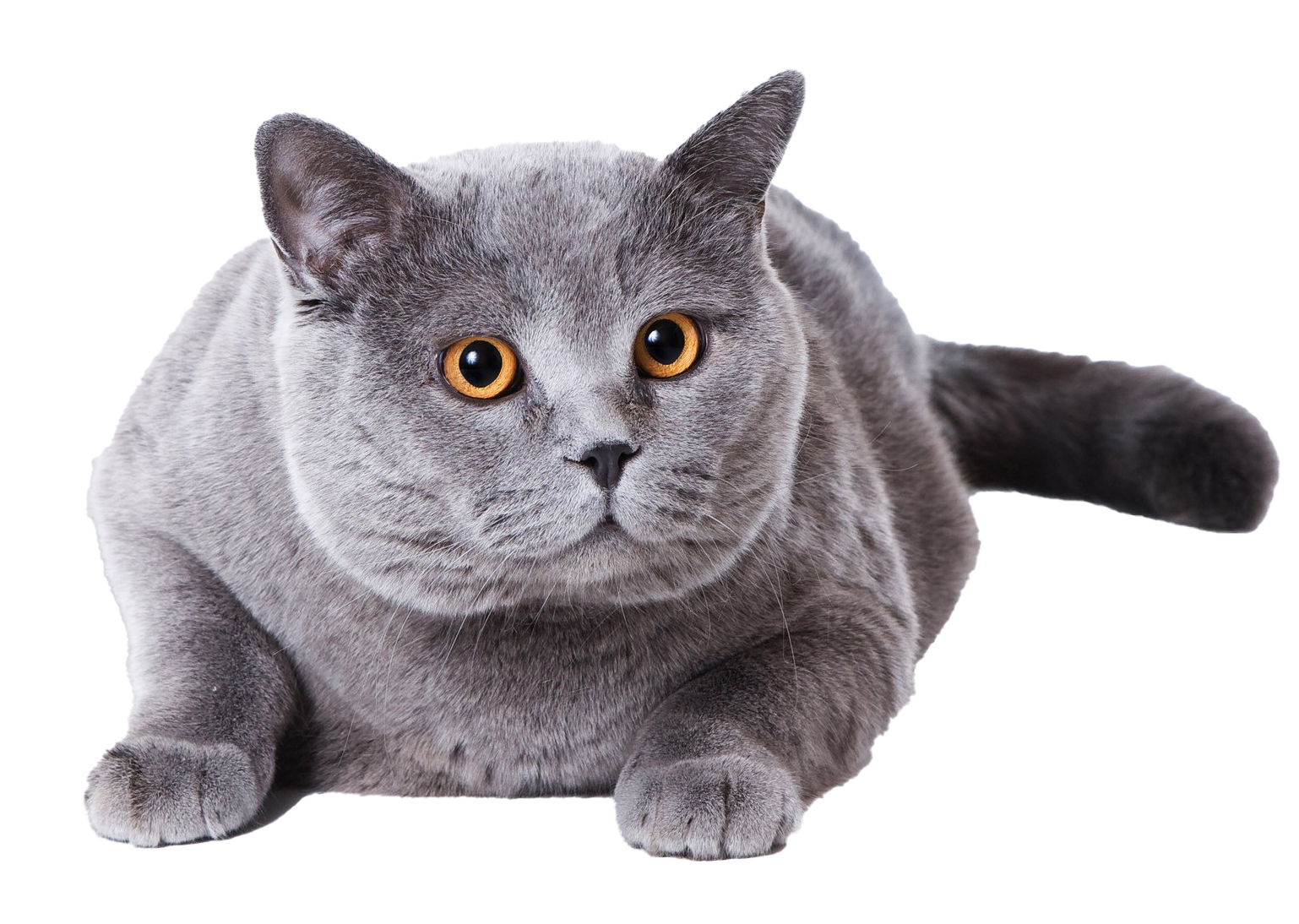 Fat British Shorthair Cat PNG Clipart