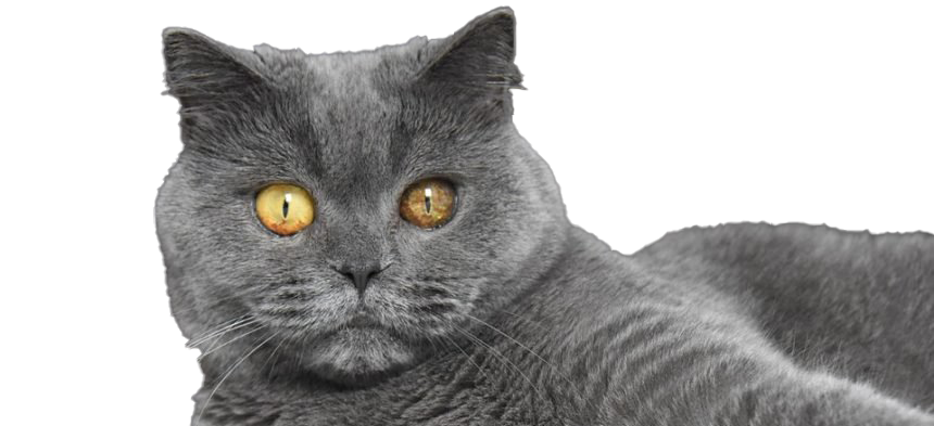 Fat British Shorthair Cat PNG Free Download