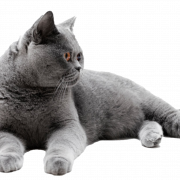 Толстая британская шортара кошка PNG Изображение