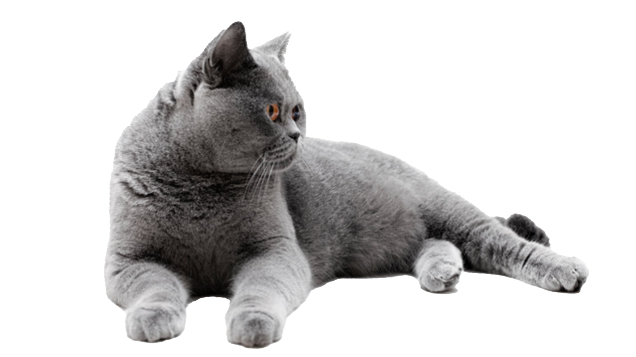 Fat British Shorthair Cat PNG Image