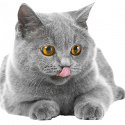 Gato britânico gordo transparente