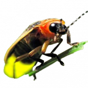 Firefly PNG de insectos