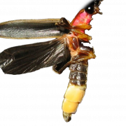 Imagem livre de insetos de firefly