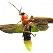Imagem PNG HD de insetos de firefly