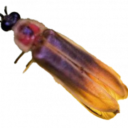 Firefly Insekten -PNG -Bild