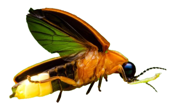 Firefly Insect