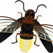 Firefly PNG Images