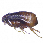 Flea Insect