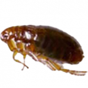 Flea inseto png clipart