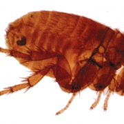 Flea Insect PNG File
