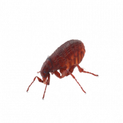 Flea Insect PNG Free Image