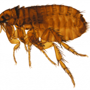 Immagine PNG di insetto per pulci