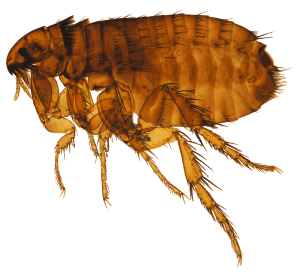 Flea Insect PNG Picture