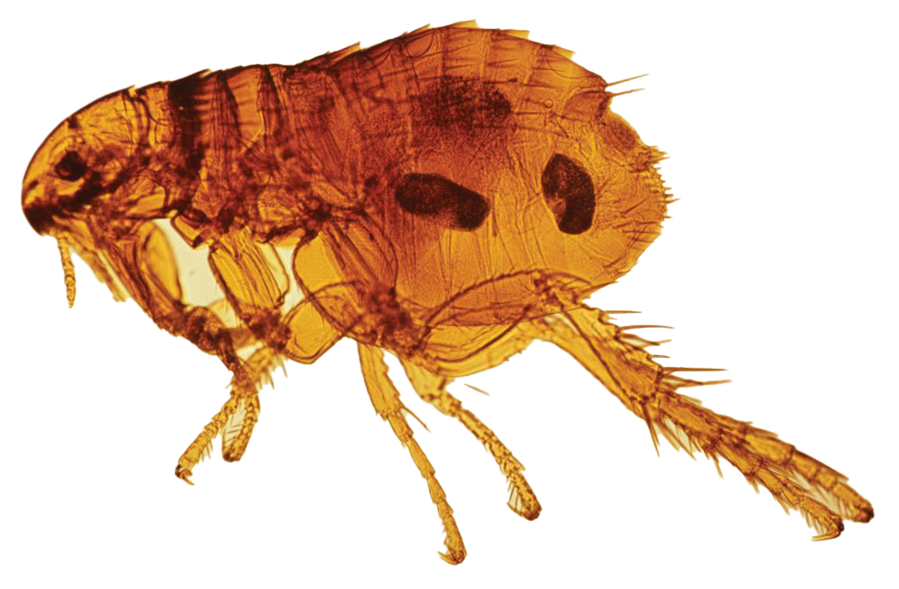 Flea Insect PNG