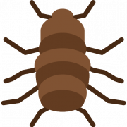 Flea Insect Transparent