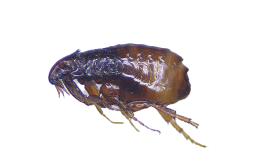 Flea Insect