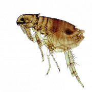 Arquivo de imagem de pulga png