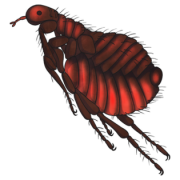 Imágenes PNG de pulgas