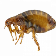 Imagen PNG de pulgas
