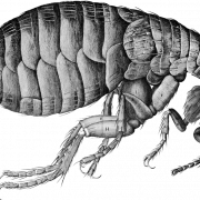 Flea Transparent