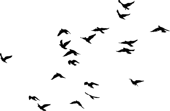 Flock Of Birds PNG File Download Free