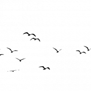 Herde von Vögeln PNG HD -Bild