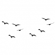 Flock Of Birds PNG Picture