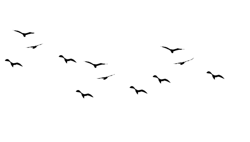 Flock Of Birds PNG Picture