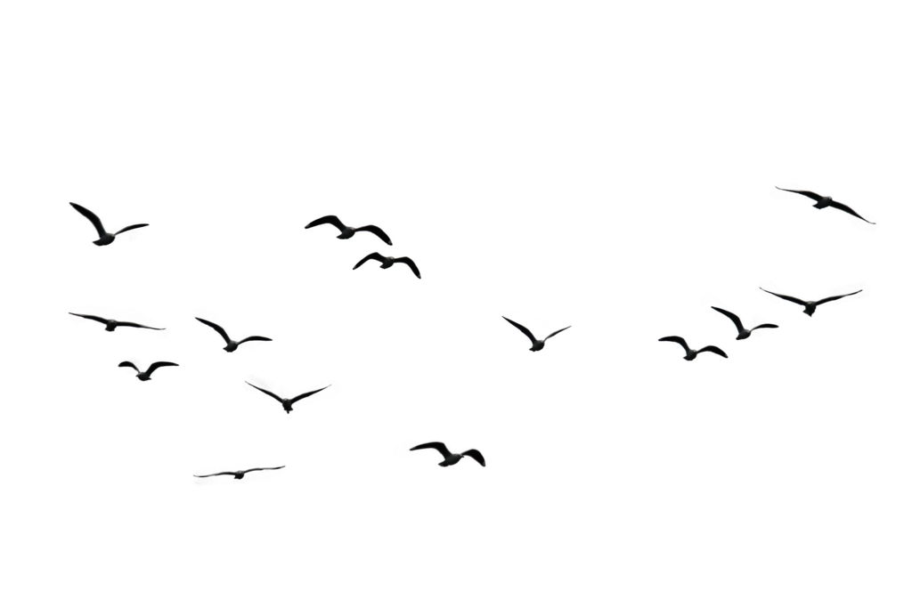 Стол птиц PNG Скачать изображение