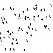 Slock of Birds Png Image File