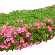 Flower Garden PNG Télécharger limage