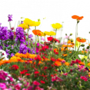 Fichier png jardin de fleurs