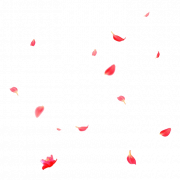 Flower Petals