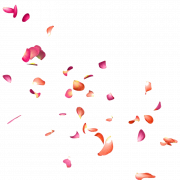 Flower Petals PNG