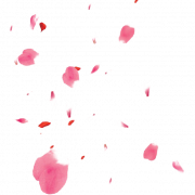 Blütenblätter PNG -Datei