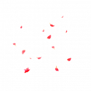 Цветочные лепестки PNG Бесплатное изображение