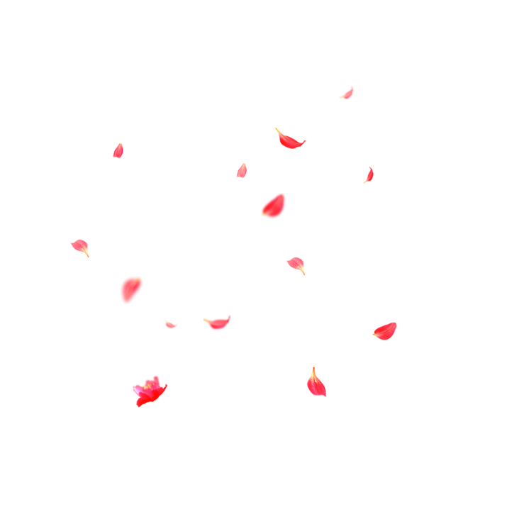 Flower Petals PNG Free Image