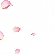 Imágenes PNG de pétalos de flores