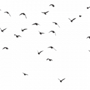 Fliegende Herde von Vögeln PNG Image Download Bild