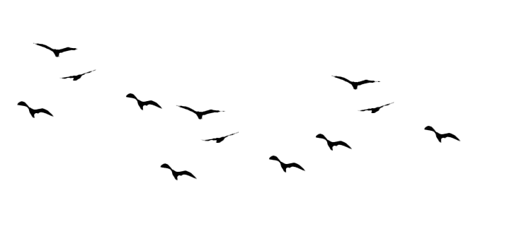 Fliegende Herde von Vögeln PNG HD -Bild