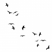 Летающая стая птиц PNG Высококачественное изображение