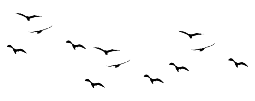 Flying Flock Of Birds PNG Image