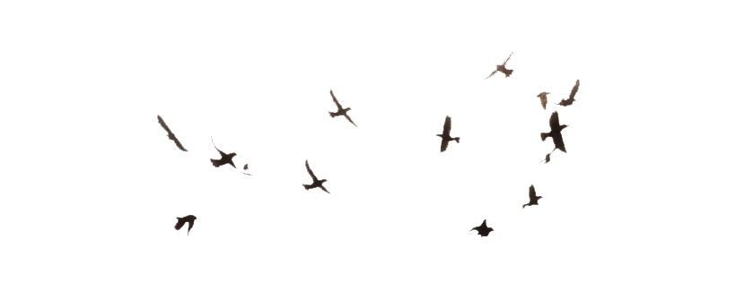 Flying Flock Of Birds PNG Picture
