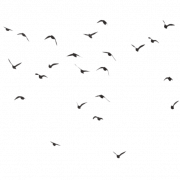 Fliegende Herde von Vögeln transparent